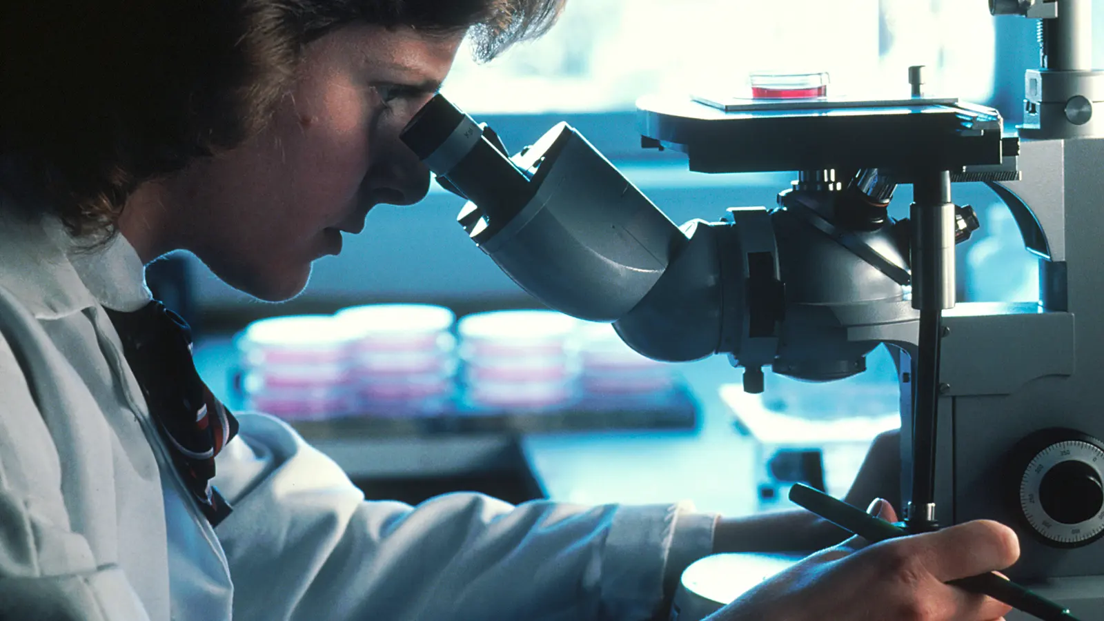 A scientist in a laboratory looking into a microscope beside stacked culture plates